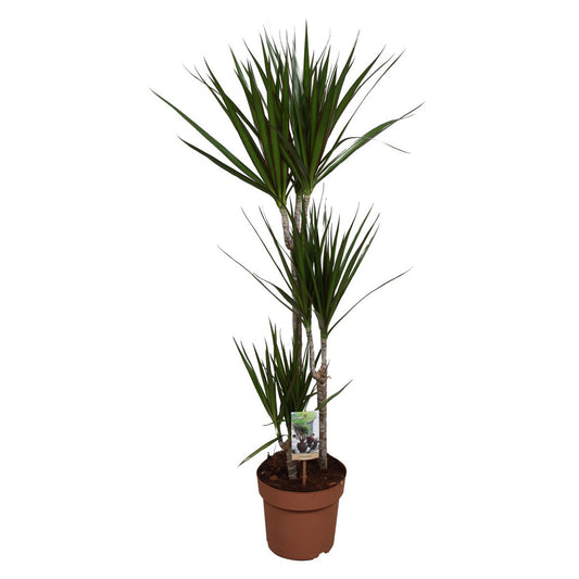 Dracaena Marginata - Ø21cm - ↕120cm