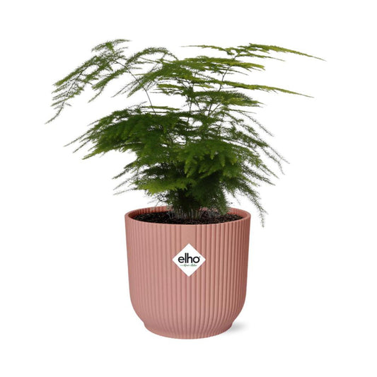 Asparagus Setaceus 'Plumosus' in ELHO Vibes Fold 14cm pink