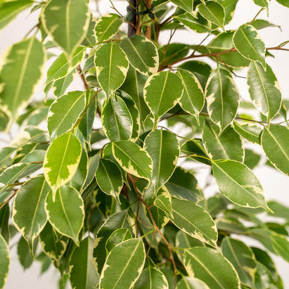 Ficus benjamina Goldenking - Ø21cm - ↕95cm + Mand Selin