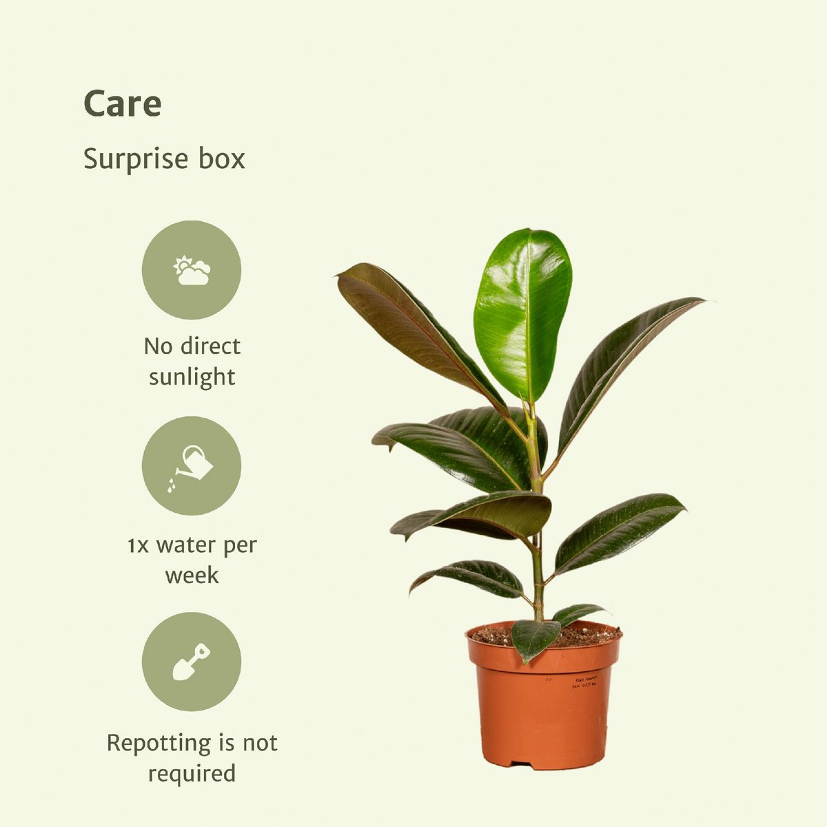 Surprise box - 6 various houseplants - Ø12cm - ↕10-25 cm