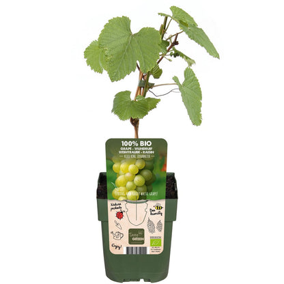 Vitis vinifera 'Johanniter' - ↕45cm - Ø13