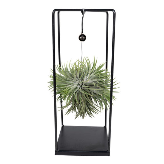 Tillandsia Cube Mix Large - Ø20cm - ↕35cm