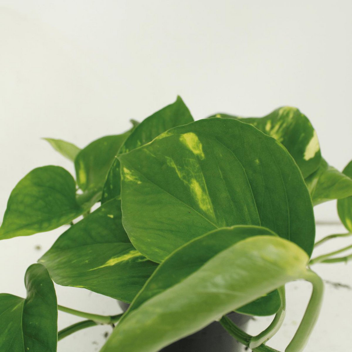 Epipremnum Aureum - 4 pieces - ø12cm - ↕20cm