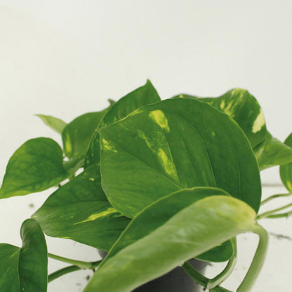 Epipremnum Aureum - 4 pieces - ø12cm - ↕20cm