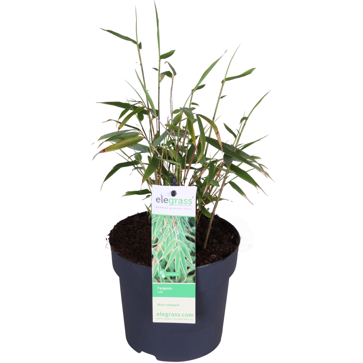 Fargesia Rufa - ↕40cm - Ø14