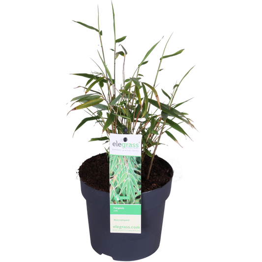 Fargesia Rufa - ↕40cm - Ø14