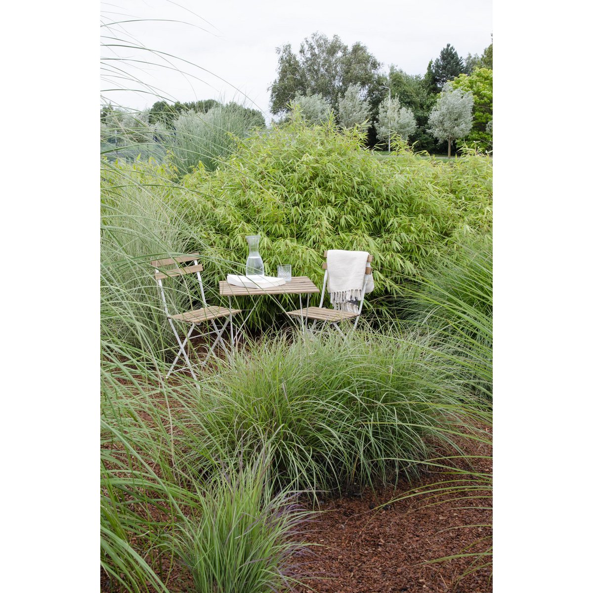 Fargesia Rufa - ↕40cm - Ø14