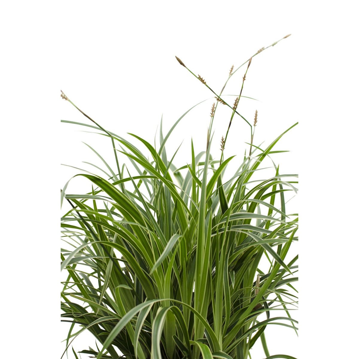 Carex morrowii 'Ice Dance' - Ø14cm - ↕30cm