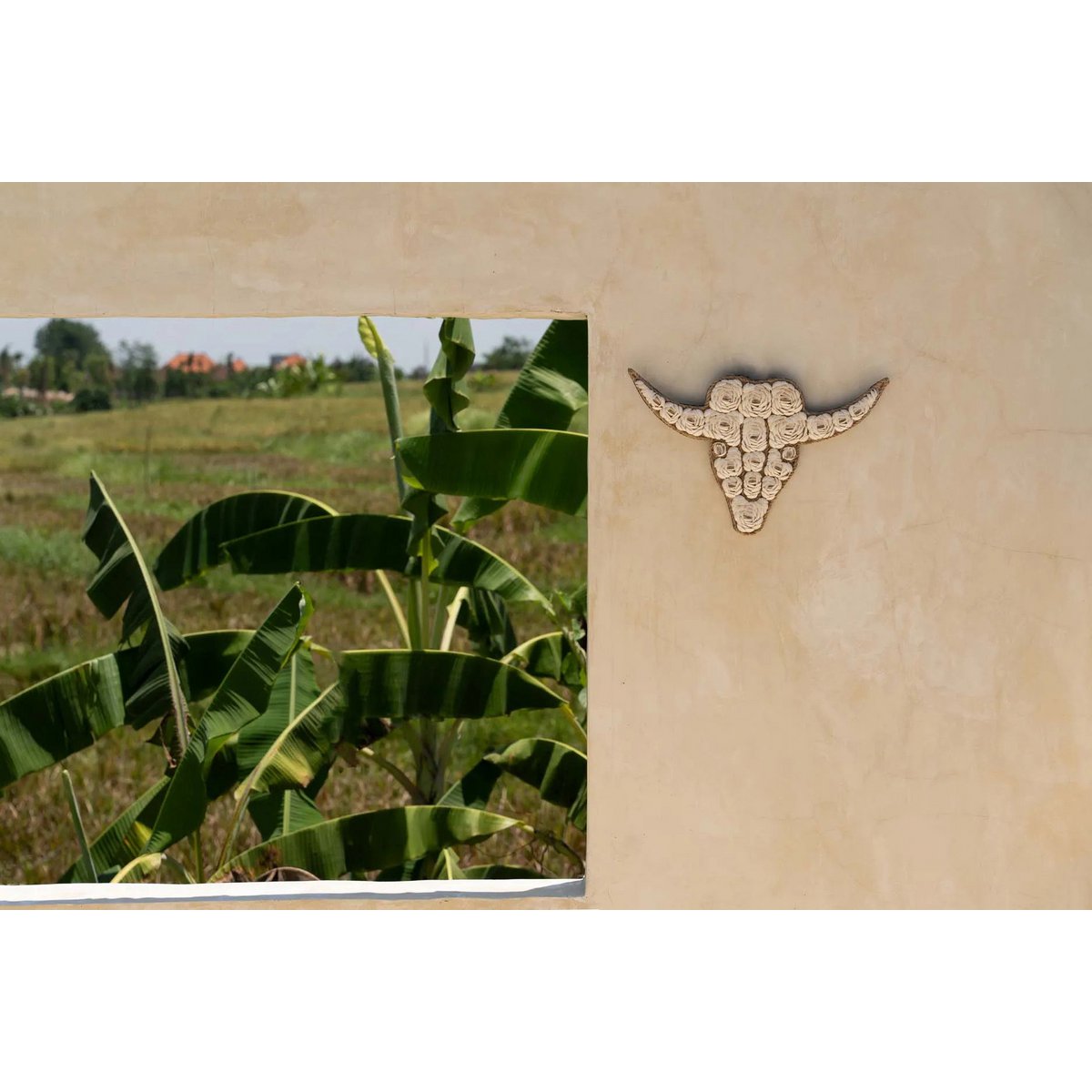 The Bull Shell - White