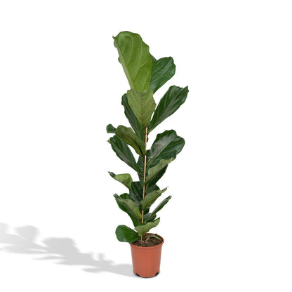 Ficus Lyrata - Rubber plant - Ø21cm - ↕100cm