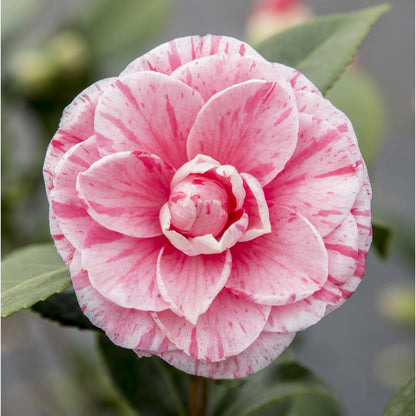 Camellia Japonica Bonomiana - Ø19 - ↨65cm