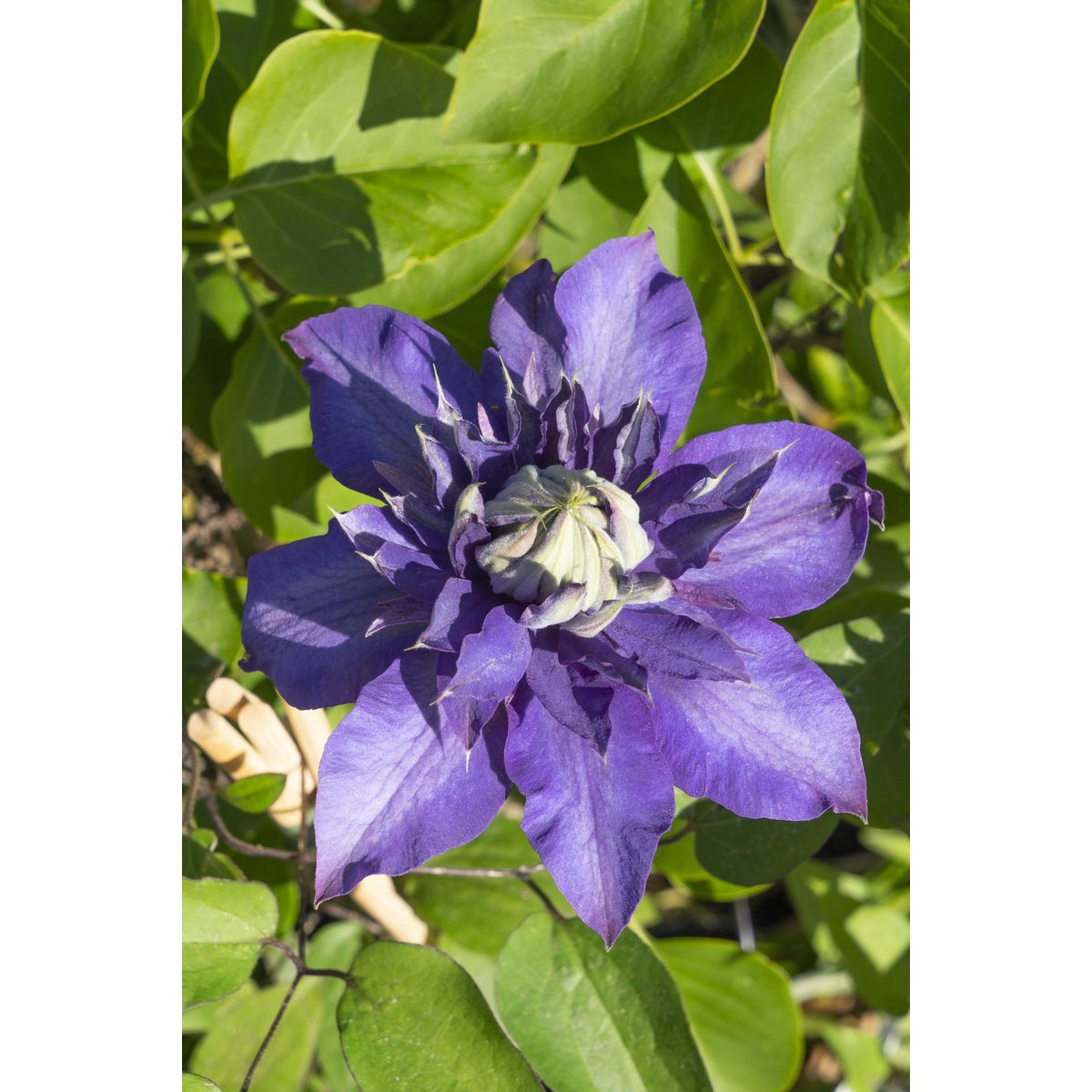 4x - Clematis Multi Blue - ↨65cm - Ø15