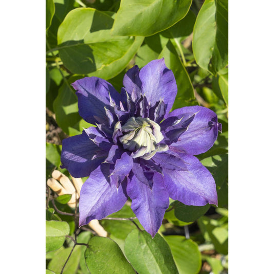 4x - Clematis Multi Blue - ↨65cm - Ø15