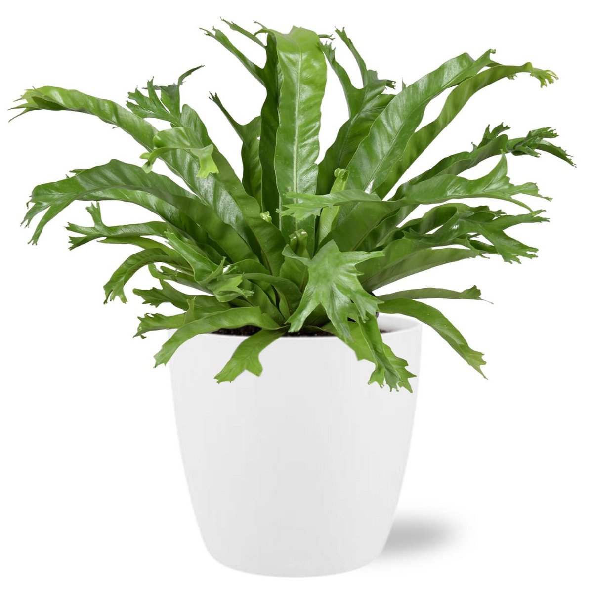 Asplenium Nidus Crissie - Ø17cm - ↕40cm + Pot Brussels D18x17cm - Wit