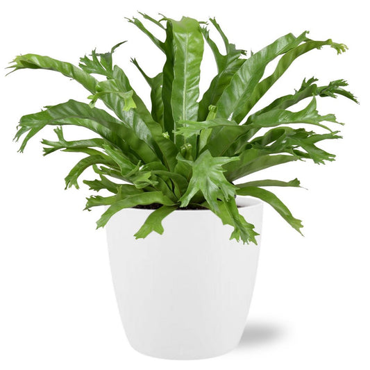 Asplenium Nidus Crissie - Ø17cm - ↕40cm + Pot Brussels D18x17cm - Wit