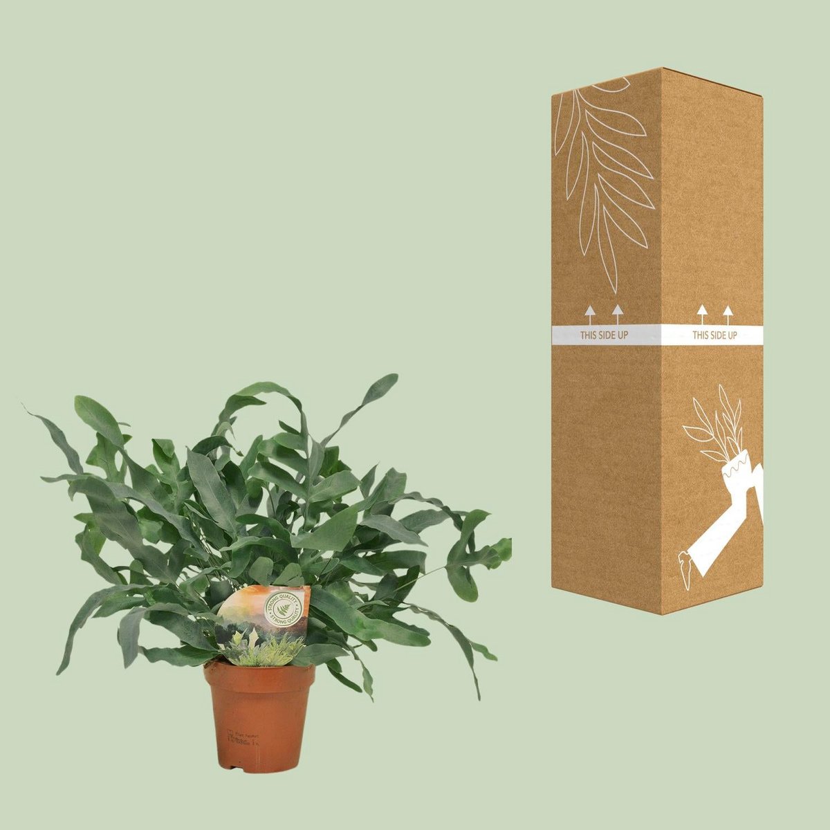 Phlebodium Blue Star | [P12-H35]