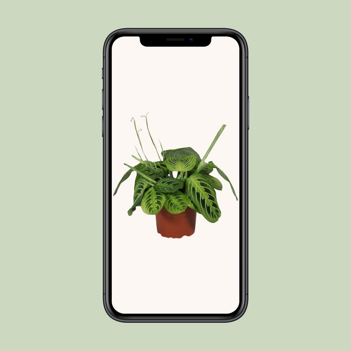 Maranta Leuconeura 'Fascinator' Lemon Lime | [P12-H30]