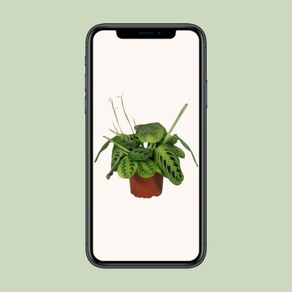 Maranta Leuconeura 'Fascinator' Lemon Lime | [P12-H30]