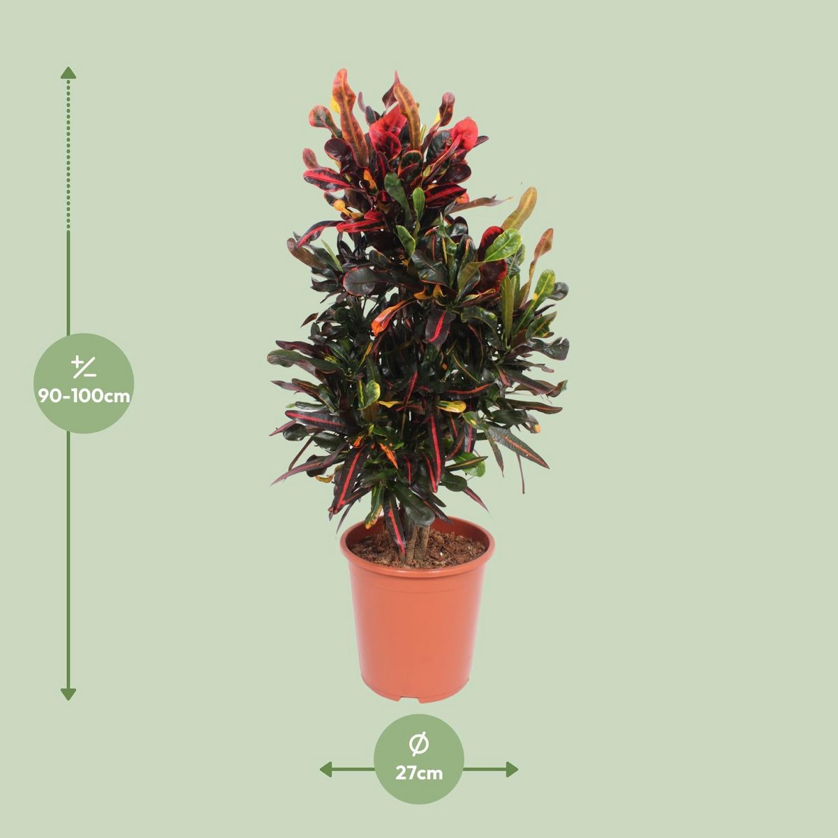 Codiaeum Mammi (Croton Mammi) | [P27-H100]