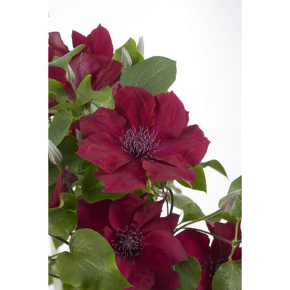 Clematis BoulevardÂ® Nubiaâ„¢ - ↕65cm - Ø15