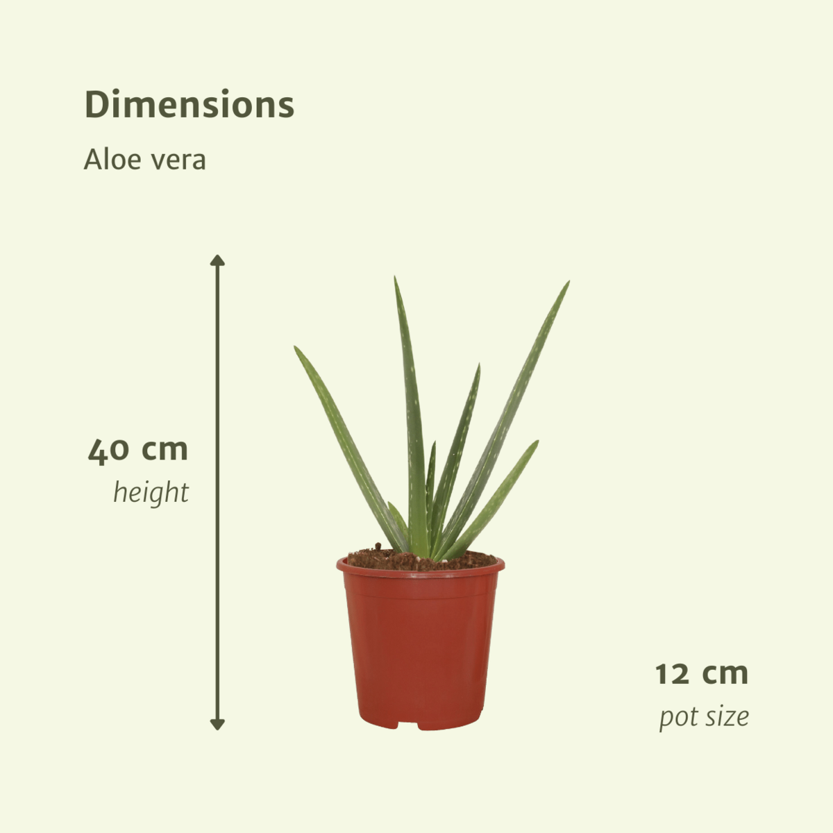 2x aloe vera - succulent - 40cm - Ø12