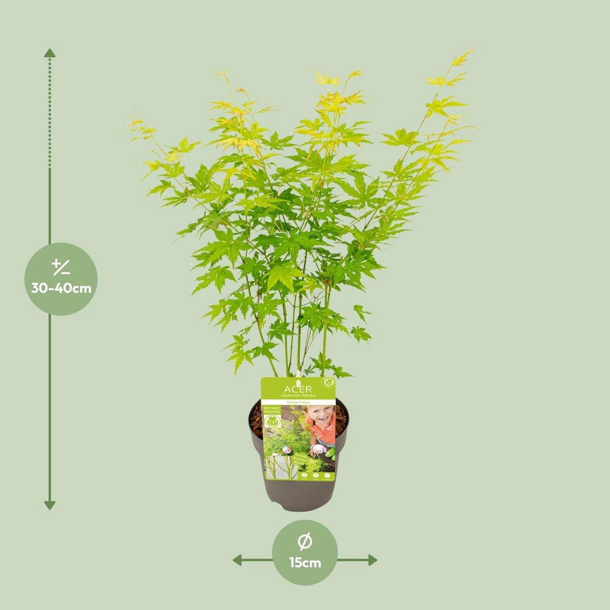 Acer palm. 'Going Green'Â® | [P15-H30]