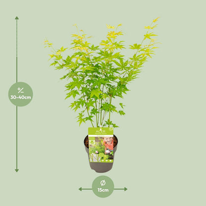 Acer palm. 'Going Green'Â® | [P15-H30]