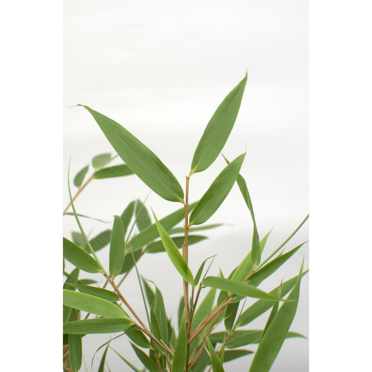 4x Fargesia rufa - ↨60cm - Ø19