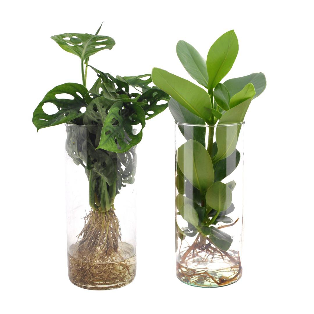 Cylinder glass Duo Monstera/Clusia - 2 pieces - Ø12cm - ↕25-40cm