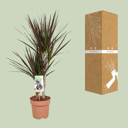 Dracaena Magenta 30-15 | [P17-H80]