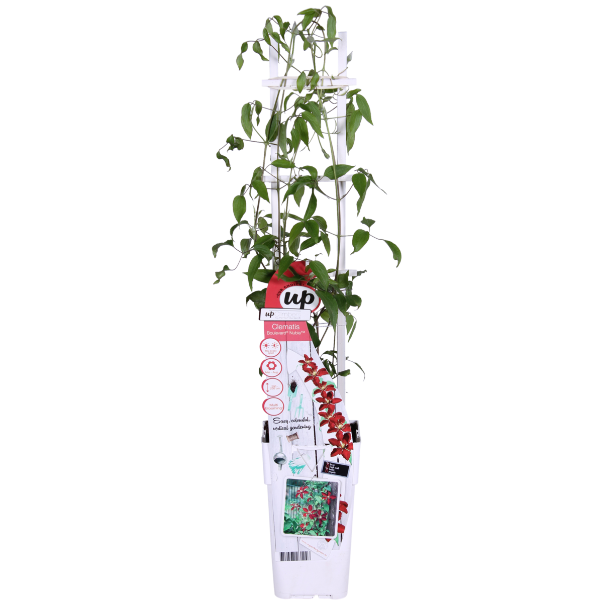Clematis BoulevardÂ® Nubiaâ„¢ - ↕65cm - Ø15