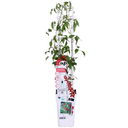 Clematis BoulevardÂ® Nubiaâ„¢ - ↕65cm - Ø15