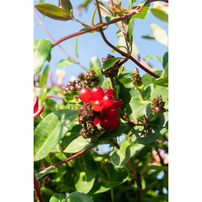 4x - Lonicera periclymenum 'Serotina' - ↨65cm - Ø15