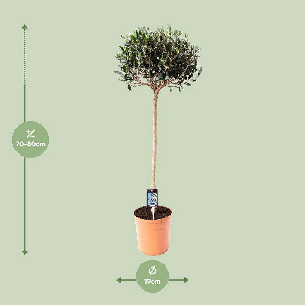 Olive Olea | [P19-H80]