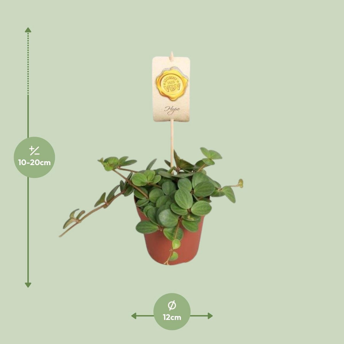Peperomia 'Hope' | [P12-H15]