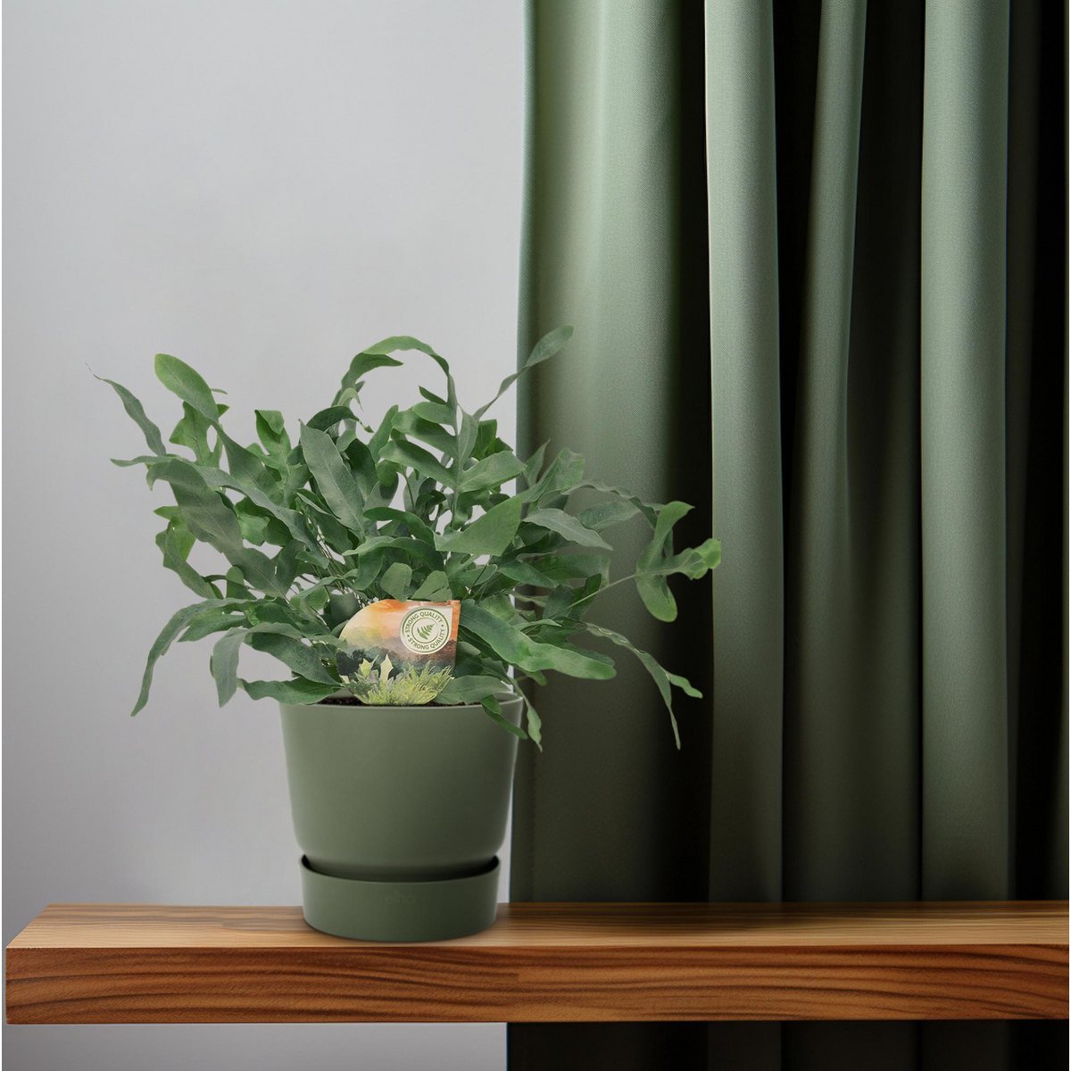 Phlebodium Blue Star | [P12-H35]