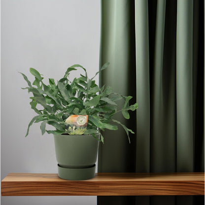 Phlebodium Blue Star | [P12-H35]