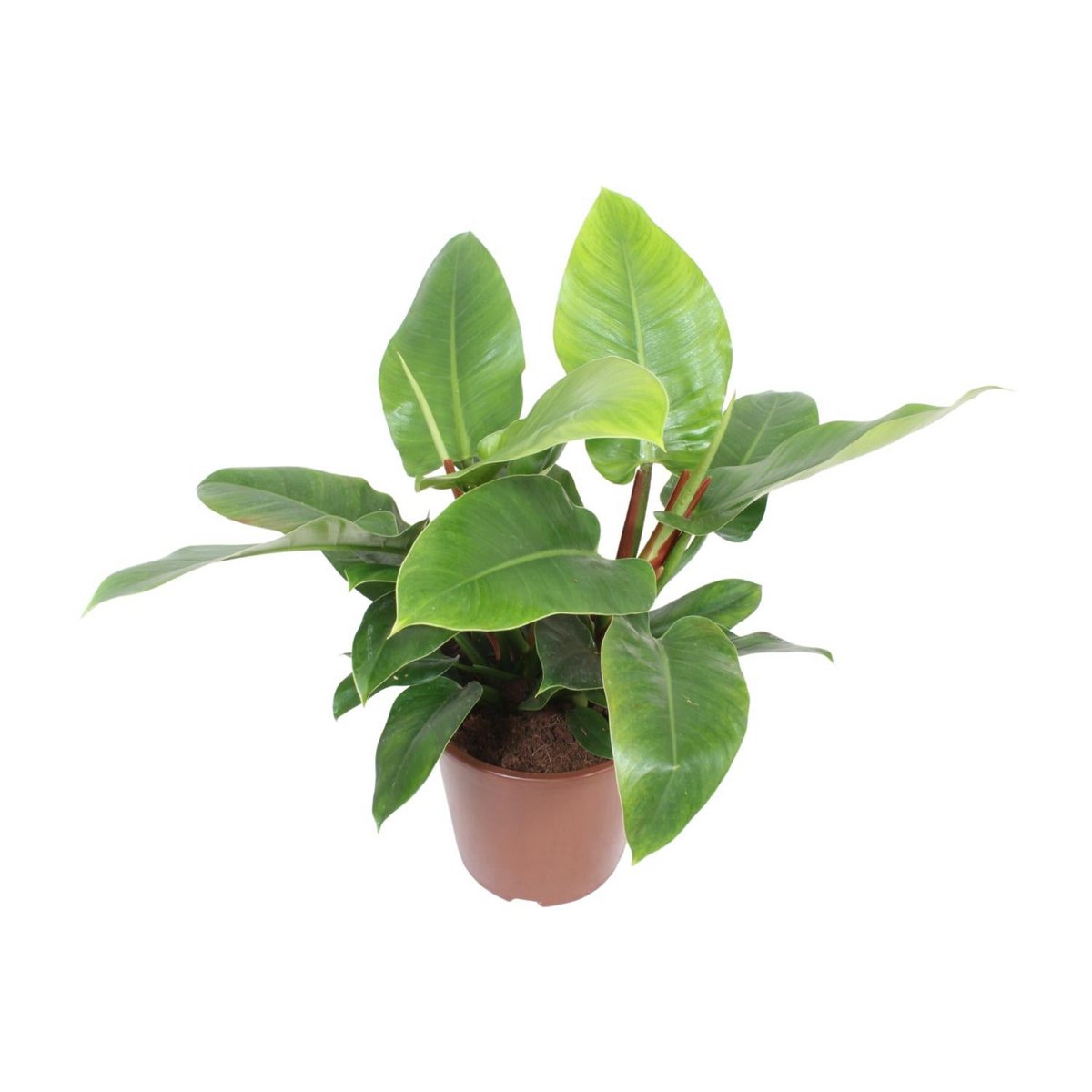Philodendron Imperial Green - Ø27cm - ↕80cm