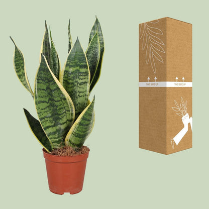 Sansevieria Futura Superba | [P12-H40]