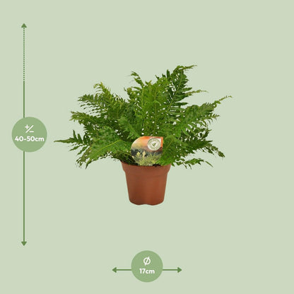 Blechnum Silver Lady - Ø17cm - ↕50cm