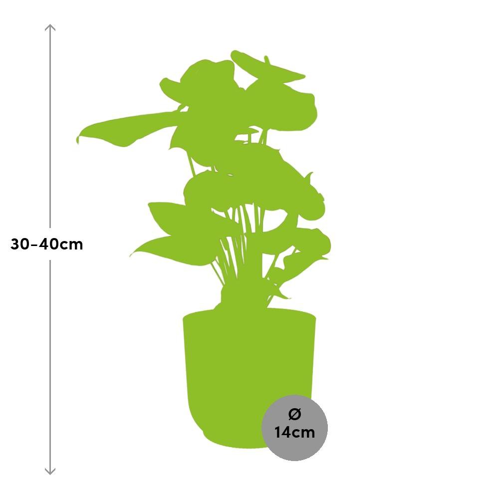 Anthurium Red 12cm in ELHO Vibes Fold 14cm geel