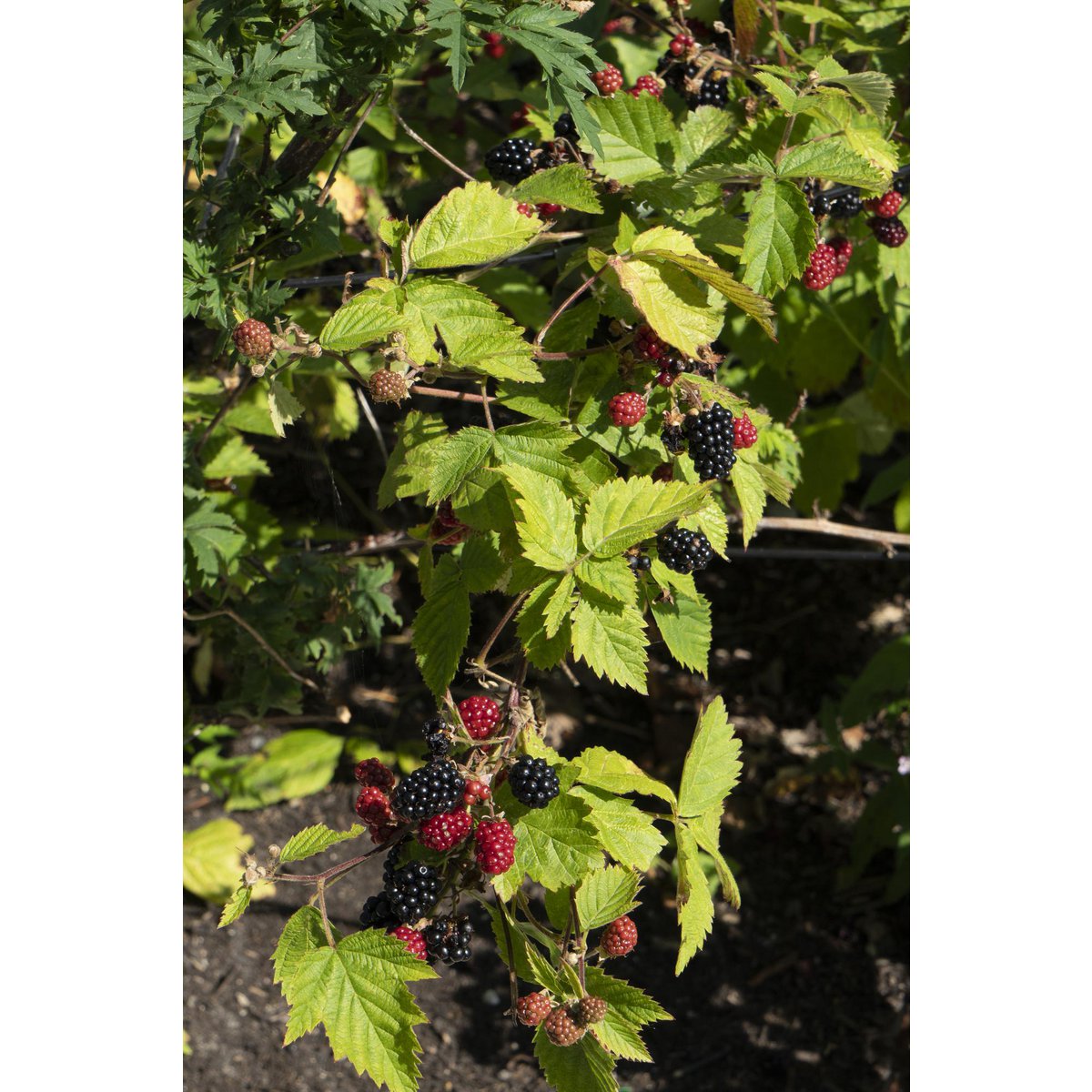 Rubus fruticosus 'Black Satin' - Doornloze Braam - Ø13cm - ↕45cm