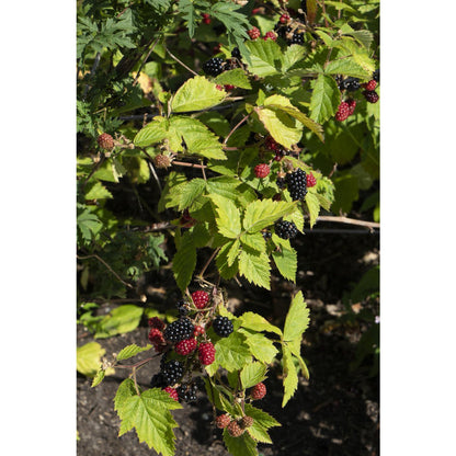 Rubus fruticosus 'Black Satin' - Doornloze Braam - Ø13cm - ↕45cm