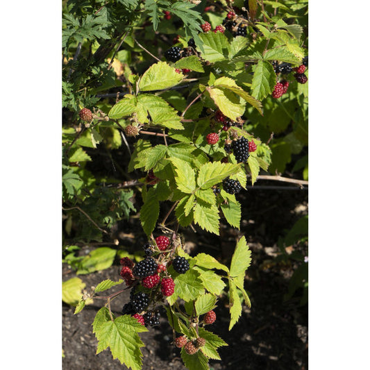 Rubus fruticosus 'Black Satin' - Doornloze Braam - Ø13cm - ↕45cm