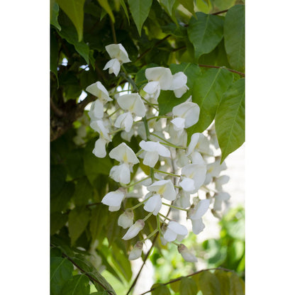 Wisteria floribunda 'longest white' - ↕65cm - ø15