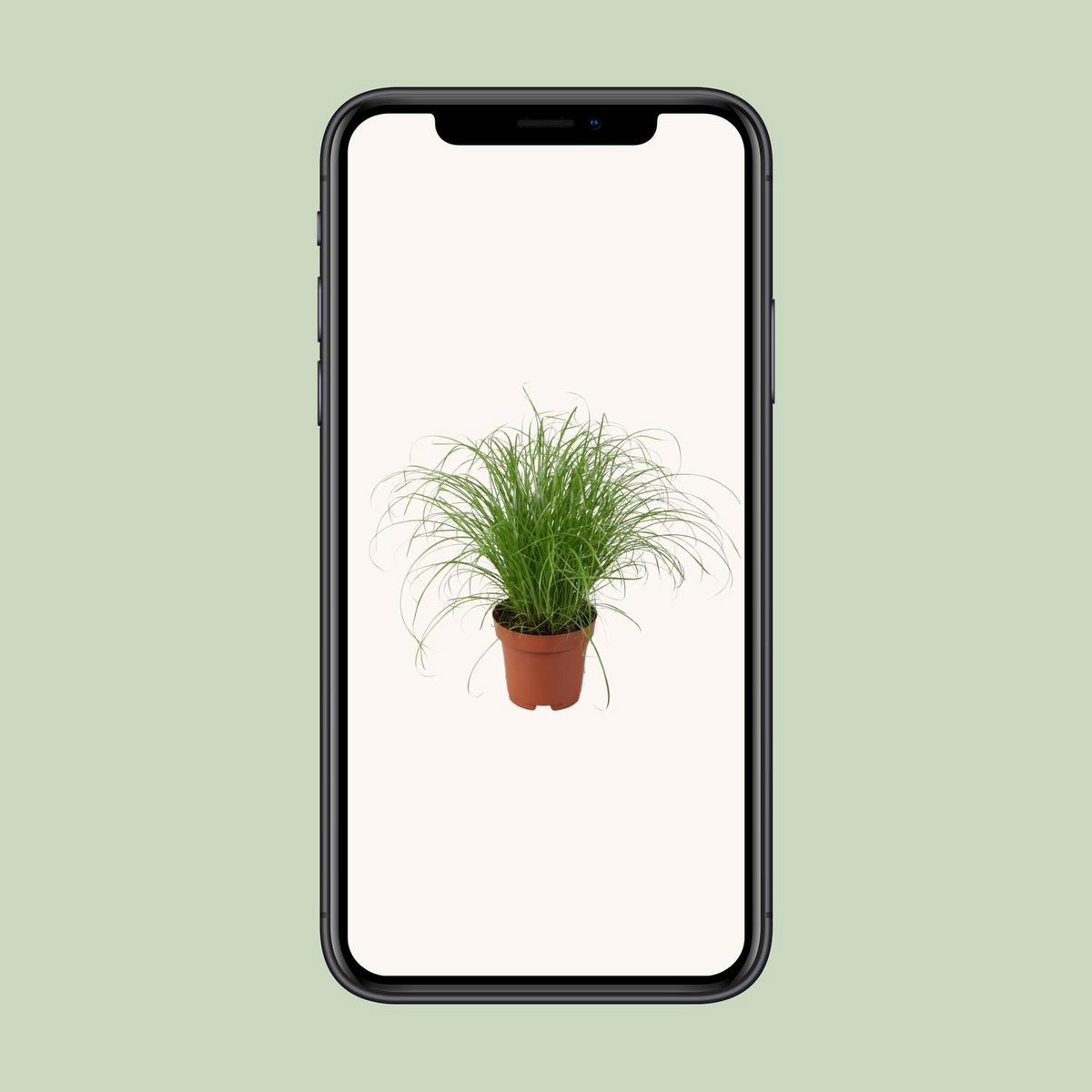 Cyperus Alternifolius Zumula Zonder Etiket | [P12-H28]