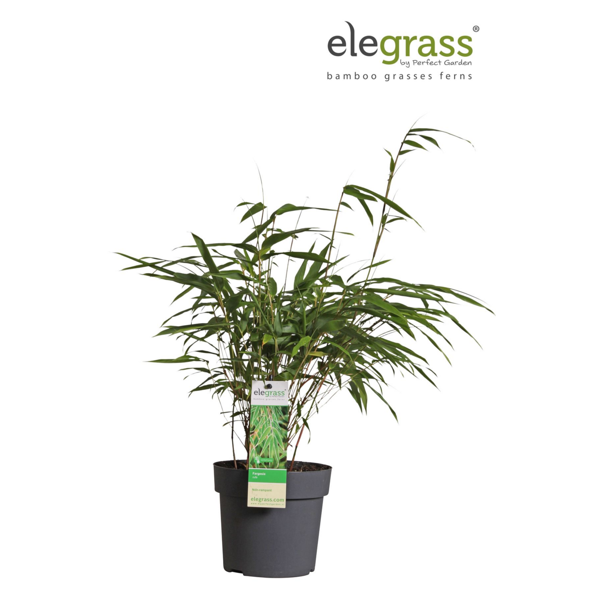 Fargesia Rufa - ↕40cm - Ø14