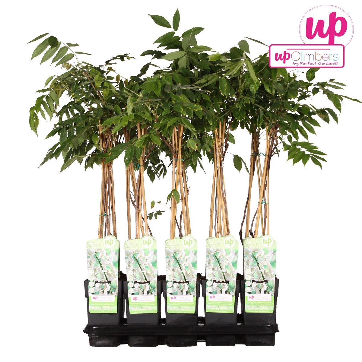 Wisteria floribunda 'longest white' - ↕65cm - ø15