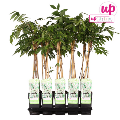 Wisteria floribunda 'longest white' - ↕65cm - ø15