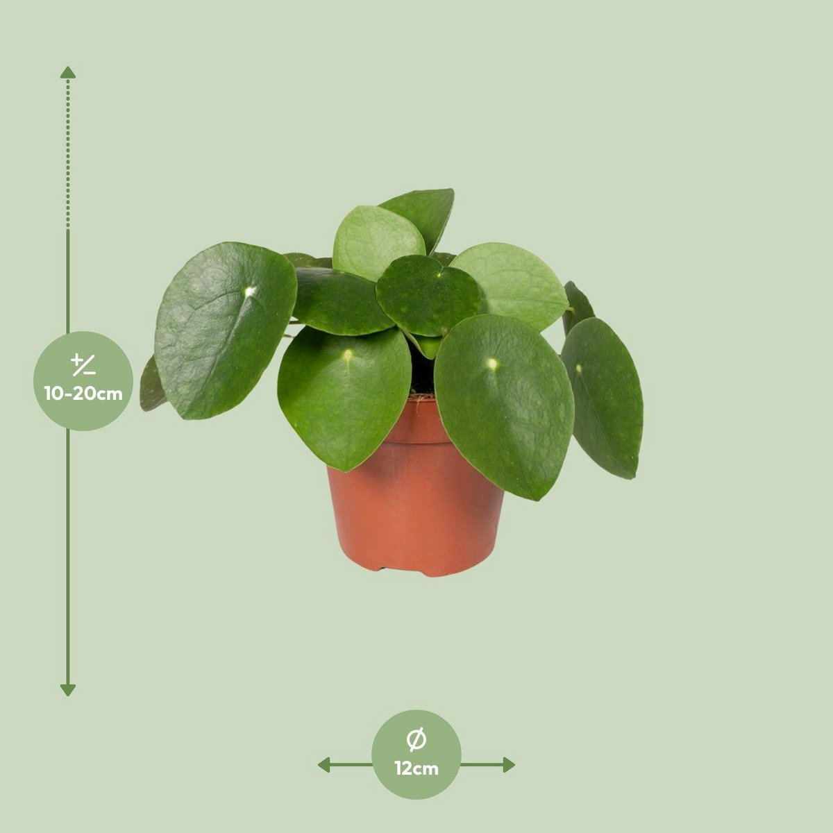 Pilea Peperomiodes | [P12-H20]